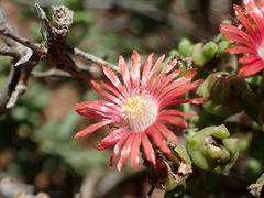 Mestoklema tuberosum