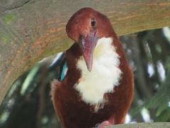 Halcyon smyrnensis