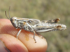 Melanoplus bowditchi canus