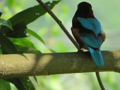 Halcyon smyrnensis
