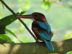 Halcyon smyrnensis