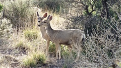 Odocoileus hemionus eremicus