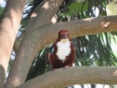 Halcyon smyrnensis