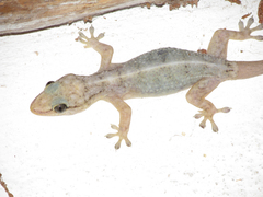 Phyllopezus pollicaris