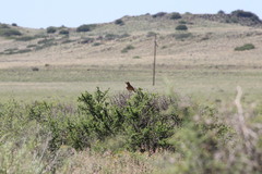 Mirafra fasciolata fasciolata