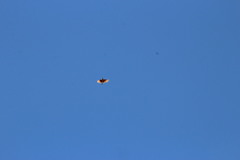 Mirafra fasciolata fasciolata