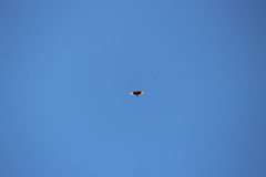 Mirafra fasciolata fasciolata