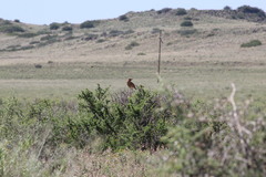Mirafra fasciolata fasciolata