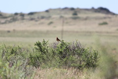 Mirafra fasciolata fasciolata