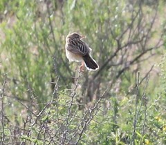 Cisticola aridulus