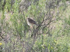 Cisticola aridulus