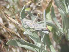 Melanoplus bowditchi canus