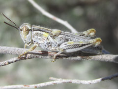 Melanoplus bowditchi canus