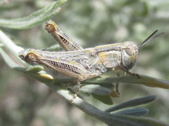 Melanoplus bowditchi canus