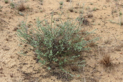 Chamaecytisus borysthenicus
