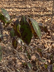 Mycosphaerella colorata
