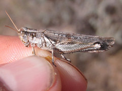 Melanoplus bowditchi canus