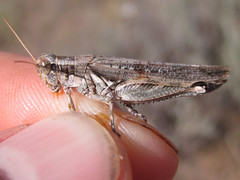 Melanoplus bowditchi canus