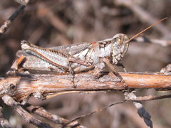 Melanoplus bowditchi canus
