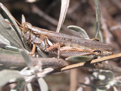 Melanoplus bowditchi canus