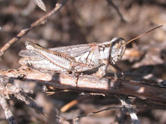 Melanoplus bowditchi canus