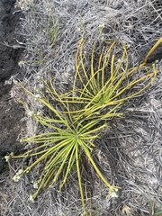 Lithophila radicata