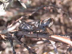 Melanoplus bowditchi canus