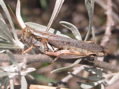 Melanoplus bowditchi canus