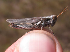 Melanoplus bowditchi canus