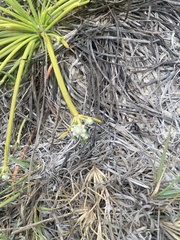 Lithophila radicata