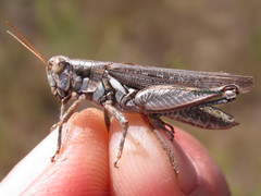 Melanoplus bowditchi canus