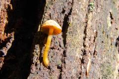 Gymnopilus eucalyptorum