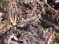 Melanoplus bowditchi canus