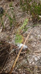 Dactylopius confusus