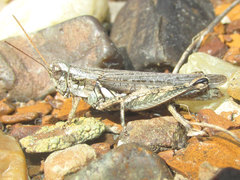 Melanoplus bowditchi canus