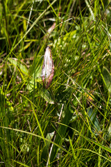 Asclepias albens