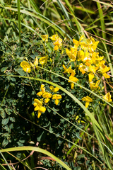 Crotalaria natalensis