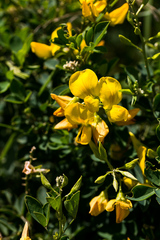 Crotalaria natalensis
