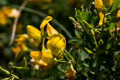Crotalaria natalensis