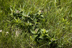 Eriosemopsis subanisophylla