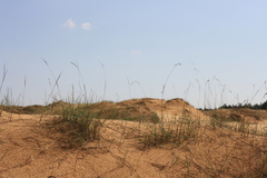 Agropyron dasyanthum