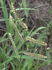 Urochloa mosambicensis
