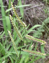 Urochloa mosambicensis