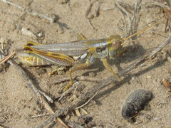 Melanoplus bowditchi
