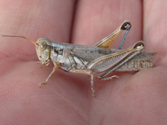 Melanoplus bowditchi