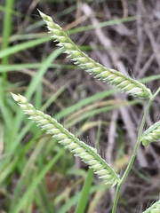 Urochloa mosambicensis