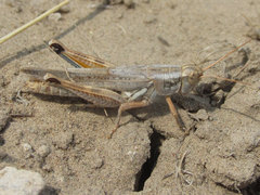 Melanoplus bowditchi