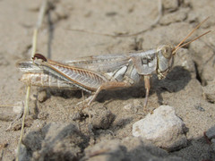 Melanoplus bowditchi