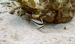 Eques lanceolatus