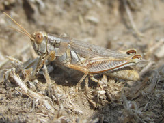 Melanoplus bowditchi